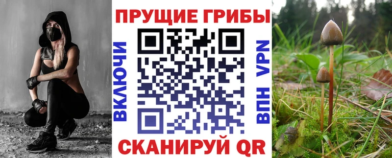 Галлюциногенные грибы Psilocybine cubensis  Купить  Карасук 